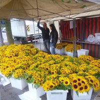 週末市場の花屋さん