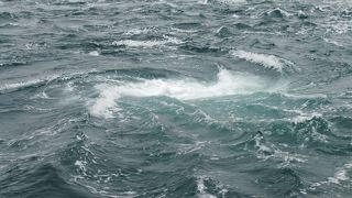 近くで見るなら船！！