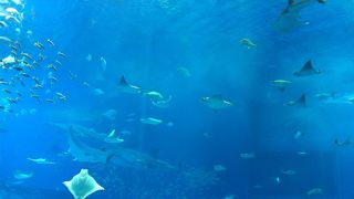 大水槽に感動！