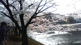 大宮の桜の名所