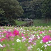 くりはま花の国のコスモスが満開です