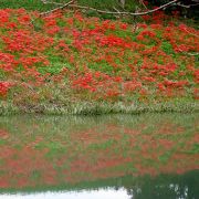 堤防沿いに長く続く彼岸花