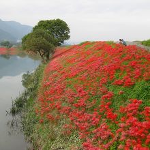 津屋川沿いに彼岸花はず〜っと咲いています。