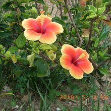 情熱の花「ハイビスカス」が今にもこぼれそう