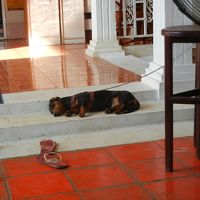 クロマーの看板犬？癒されました☆