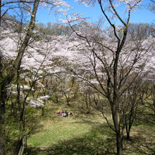 満開の桜は見事です