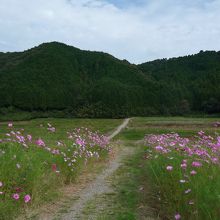 柳生のコスモス街道