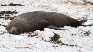 間近でオットセイを見られる
