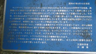 ジャングル気分で探検ですが、お目当てはさとうきびジュースです