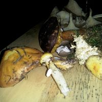 秋のキノコ収穫