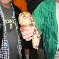 大きなマツタケも