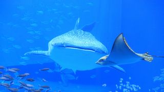 大人も楽しめる癒されスポット