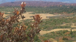 紅葉もそろそろ見納め