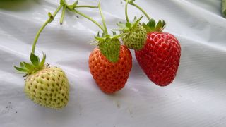 美味しい！楽しい！