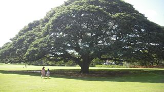 売店のマンゴージュースおすすめ