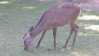 子どもは喜びます