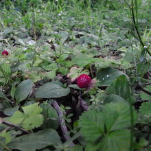 庭の草の中に、ヘビイチゴ？発見