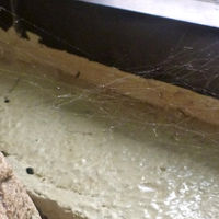 写真でわかるかな？蜘蛛の巣にがっかり