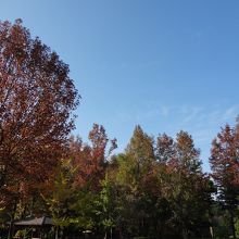 事務所前の広場の木々。紅葉が始まっています。