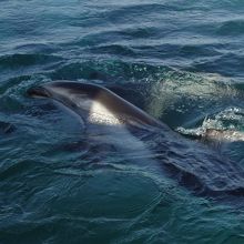 和倉から近い能登島水族館