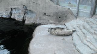 普通に楽しめる水族館