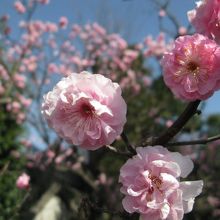 さまざまな梅を見ることができます