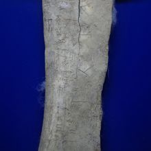 殷墟博物館に展示されている甲骨文字の刻まれた獣骨