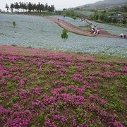 GWに芝桜鑑賞