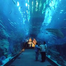 トンネル水槽はこんな感じ。かなり圧倒。