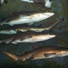 シロワニ大群。これほんの一部。