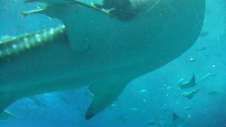 大水槽前のカフェで癒される！