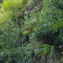 神光寺横穴古墳（第5横穴墓）？