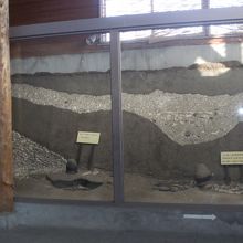 地下展示室の貝塚断面