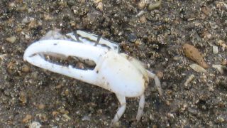 自然がいっぱいのマングローブの干潟です、残したい環境です。