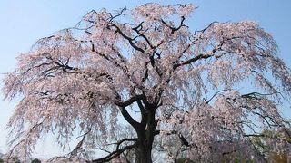 しだれ桜