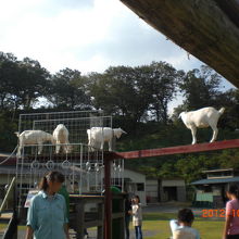 木登りヤギなどがいる動物広場