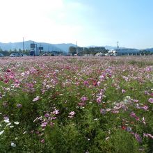 一面のコスモス畑