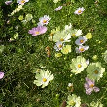 色んな種類のコスモスが咲いていました