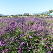 ラベンダーセージやメキシカンセージも咲いていました