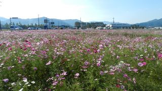 一面にコスモスが咲き乱れます