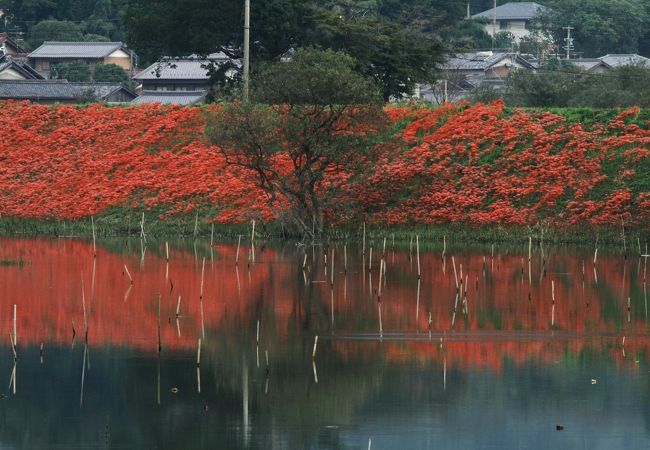 秋を感じます