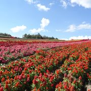 素晴らしい風景です