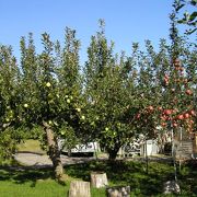 りんご園収穫が楽しみでした