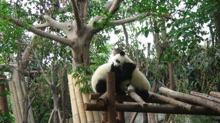 たくさんのパンダにあえる所！