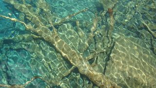 パンダが水を飲みに？