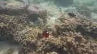 【ビーチ】魚うじゃうじゃ サピ島 （コタキナバル・マレーシア）