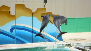 イルカショー