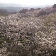 見下ろす桜