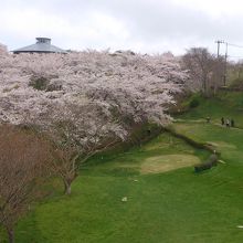 パークゴルフをしながら眺める桜
