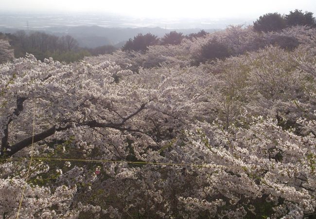 見下ろす桜